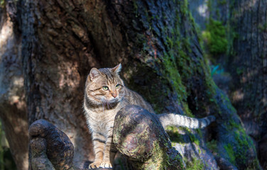 eurasian lynx