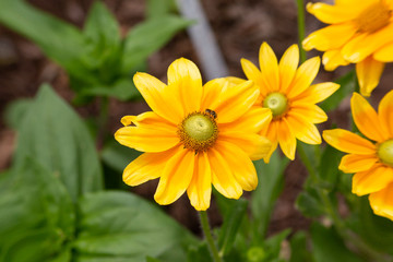 Rudbeckia flower visited by a wasp