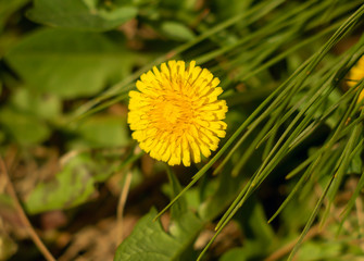 Beautiful dandelion flower close-up under a pine branch. Natural composition