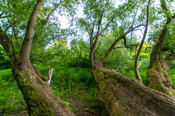 natural scenery in Germany 
