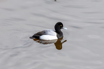 The Greater scaup male on the river