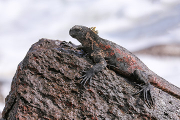 Marine iguana on Espanola Island, Galapagos National park, Ecuador
