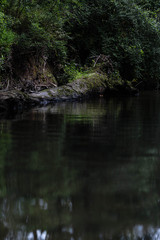 log in river in the forest 