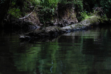 Fototapeta na wymiar river and log in the forest