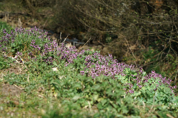 A stream in the Bavarian Forest in spring