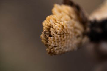 seed pod