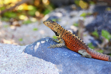 Male Hood lava lizard on Espanola Island, Galapagos National park, Ecuador