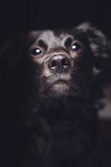 Close up shot of a curious black stray dog