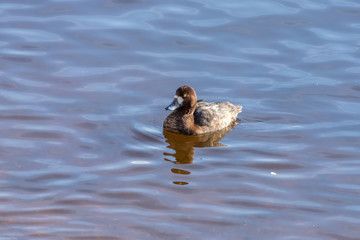 The Greater scaup female on the water