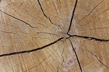Fototapeta premium Wooden background