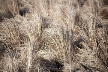 Dry grass in the field. Beautiful background of grass swaying from the wind. Spring weather. Desktop wallpaper. The texture of dry field plants.