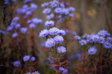 Obraz premium Purple flowers at dusk. Beautiful plant. Background with flowers.