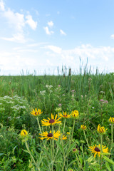 Wildflowers in the prairie.  Dixon waterfowl refuge, Illinois, USA.