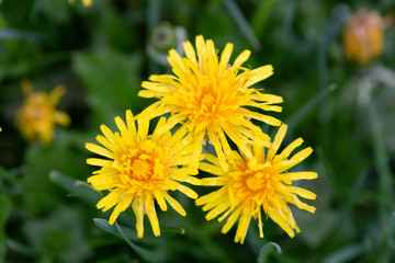 Dandelions