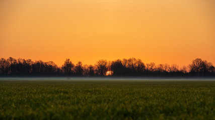 Warm sunrise over open agriculture field with large sun and tree silhouette