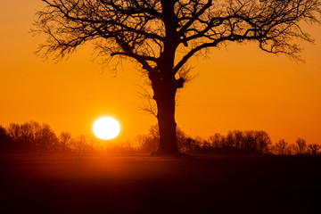Warm sunrise over open agriculture field with large sun and tree silhouette