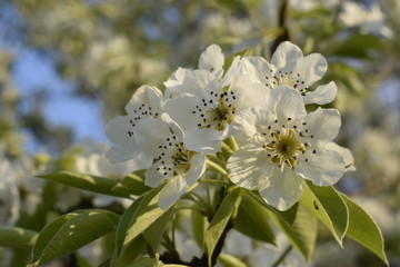 Blossoming sprigs of pears on a background of blue sky.
