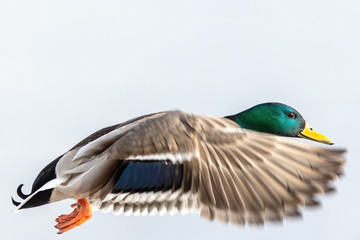 The flying mallard in the sky, male duck