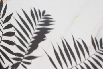Abstract background shadow of palm leaves on white marble. White and black with copy space. Summer concept.