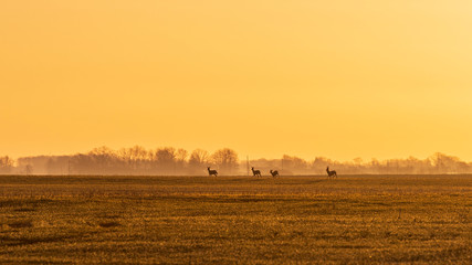Fototapeta na wymiar Four young deers running over agriculture field during warm sunrise