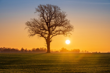 Fototapeta na wymiar Warm sunrise over open agriculture field with large sun and tree silhouette