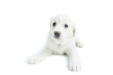 .White puppy with big eyes and a sad look. Isolate on a white background..