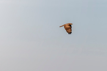 Chicken hawk also known as ''Accipiter gentilis''flying during bright day