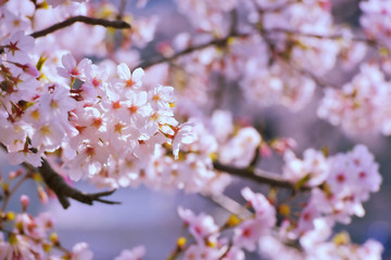 Pink sakura flowers,Cherry blossoms pink,Sakura Cherry blossoming alley. Wonderful scenic park with rows of blooming cherry sakura trees and green lawn in spring,