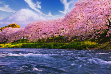 Pink sakura flowers,Cherry blossoms pink,Sakura Cherry blossoming alley. Wonderful scenic park with rows of blooming cherry sakura trees and green lawn in spring, © saravut