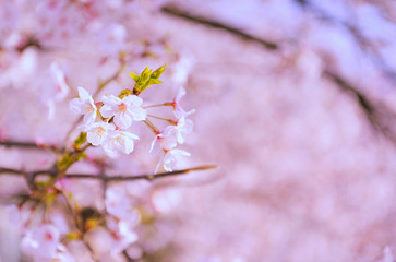 Obraz premium Pink sakura flowers,Cherry blossoms pink,Sakura Cherry blossoming alley. Wonderful scenic park with rows of blooming cherry sakura trees and green lawn in spring,