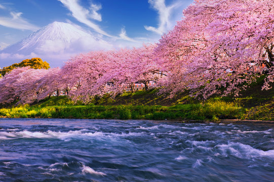 Pink sakura flowers,Cherry blossoms pink,Sakura Cherry blossoming alley. Wonderful scenic park with rows of blooming cherry sakura trees and green lawn in spring,
