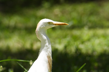
Birds in the botanical garden of Aswan