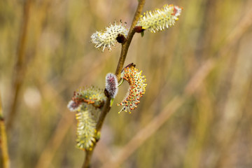 gemme di salice con sfumature tra il rosso e il giallo
