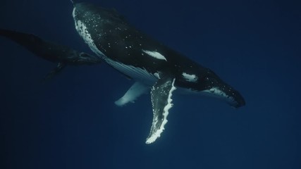 Rare footage of the humpback whale family at great depths. The calf has a newborn color and is feed mother's milk. Filmed on a professional cinema camera in 14-bit colors. Tonga scientific expedition