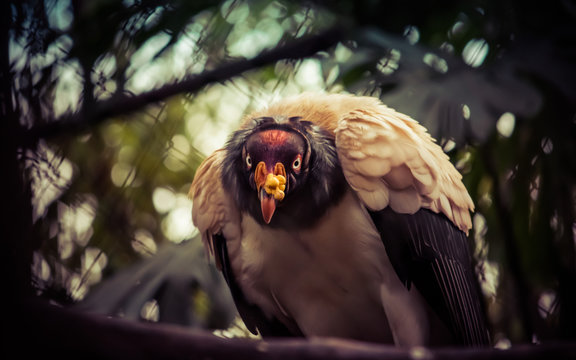 Observing this beautiful bird, King Volture