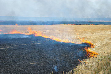 fire in the field