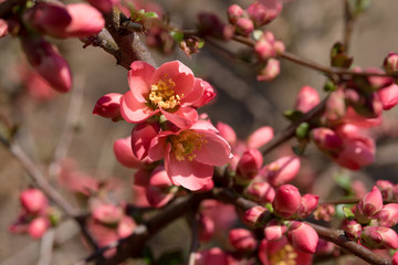 Fototapeta na wymiar splendidi fiori con un colore rosa intenso in primavera