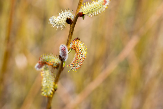 Salice 이미지 – 찾아보기 1,129 스톡 사진, 벡터 및 비디오 | Adobe Stock