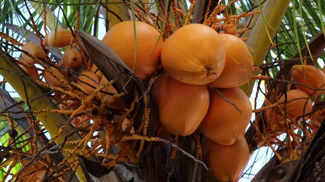 King coconuts in a tree, orange fruit in a palm tree