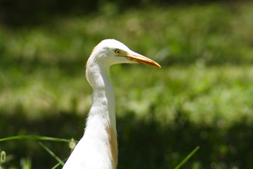 
Birds in the botanical garden of Aswan