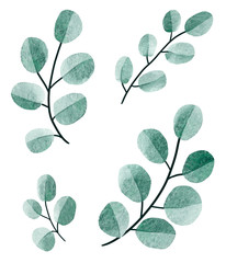 Watercolor clip art aet of eucalyptus round leaves and twig floral branches. Hand painted baby and silver dollar eucalyptus, botanical elements isolated on white background.
