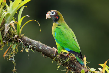 Brown-hooded parrot (Pyrilia haematotis)