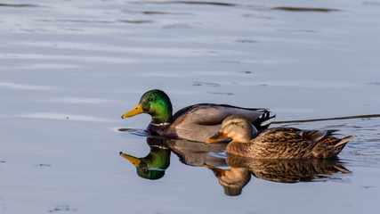 mallard ducks