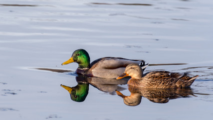 mallard ducks