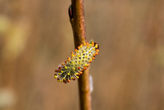 gemme di salice con sfumature tra il rosso e il giallo