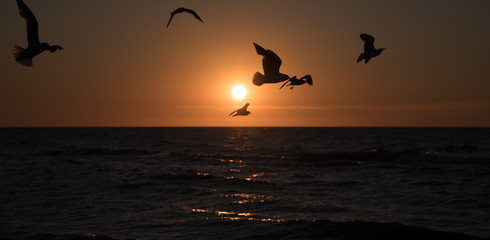 Sonnenuntergang Vögel 