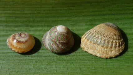 Shells of marine snails and clam on green background