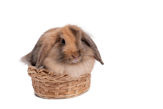 Portrait images of Furry brown rabbit, long ears and cute shubby round body Sitting in a wicker basket On white isolated background, to animal and pet concept.
