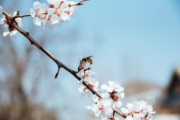 Cherry blossom in spring close up