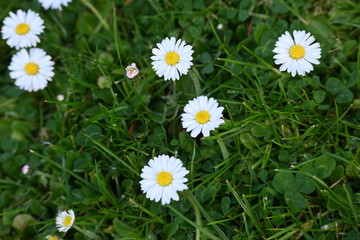 Rebe, fr&uuml;hling, spring, bl&uuml;hten, schweiz, Rebstock, weiss, blumen